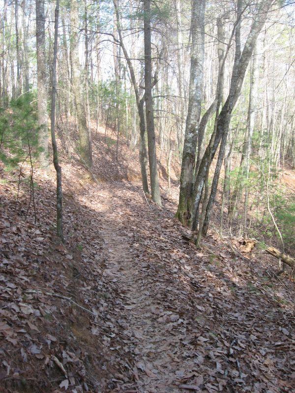 A winding dirt trail surrounded by trees and fallen leaves in a forested area, with sunlight filtering through the branches. Pinhoti Trail: P2 mountain bike trail.
