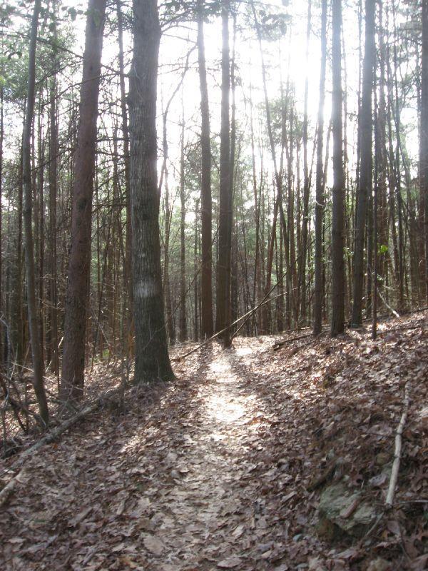 Alt text: A winding dirt path leads through a forest, surrounded by tall trees with sparse leaves. Sunlight filters through the branches, casting soft shadows on the ground covered with fallen leaves. Pinhoti Trail: P2 mountain bike trail.