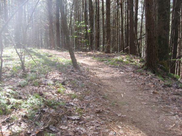 A winding dirt path meanders through a sunlit forest, surrounded by tall trees. Soft rays of light filter through the branches, illuminating the ground covered in leaves and small green plants. The scene conveys a tranquil and inviting natural environment. Pinhoti Trail: P2 mountain bike trail.