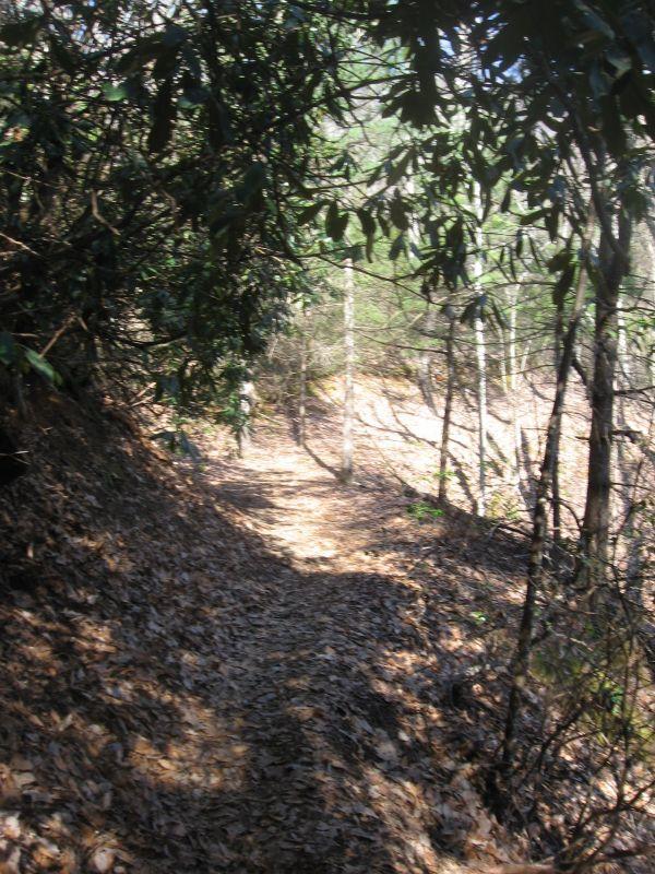 A narrow dirt trail winding through a forested area, surrounded by green leaves and trees, with dry leaves covering the ground. Sunlight filters through the foliage, creating a dappled light effect along the path. Black Mountain mountain bike trail.