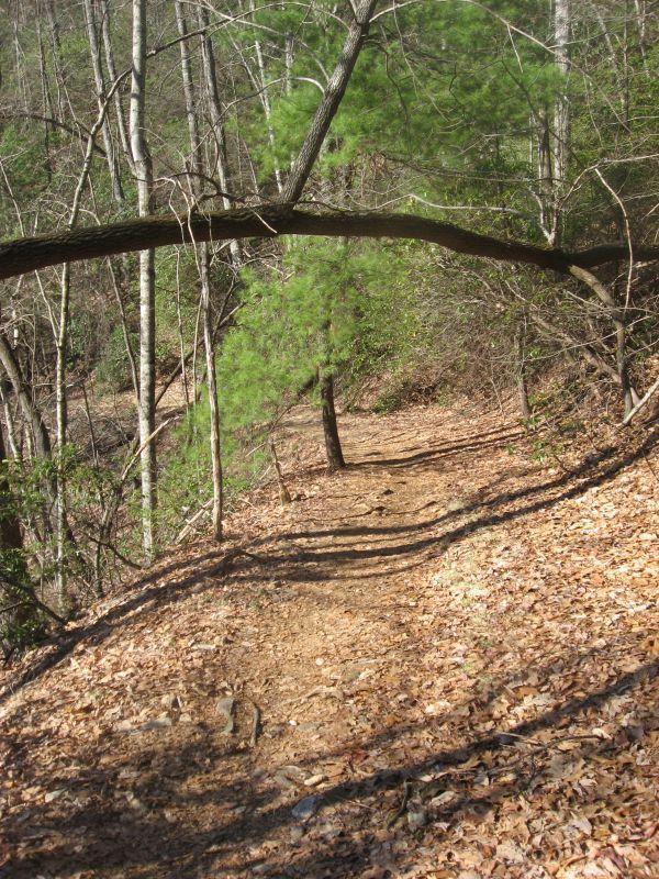 A winding dirt path through a wooded area, surrounded by trees and scattered dry leaves. A large branch arches over the path, creating a natural canopy. The scene captures a peaceful, natural environment, inviting exploration. Black Mountain mountain bike trail.