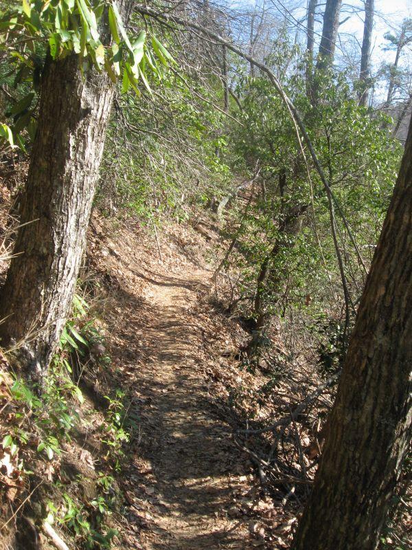 A winding dirt path through a wooded area, bordered by trees and lush greenery. The trail is lined with fallen leaves, suggesting a serene, natural environment. Sunlight filters through the branches, illuminating the pathway and the surrounding foliage. Black Mountain mountain bike trail.