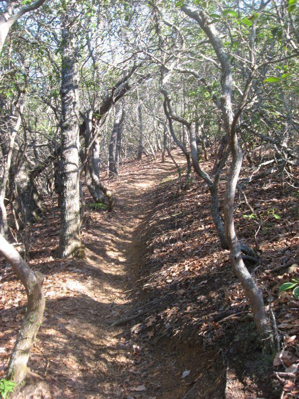 A narrow winding trail through a forest, surrounded by gnarled trees and dappled sunlight, with a carpet of fallen leaves on the ground. Black Mountain mountain bike trail.