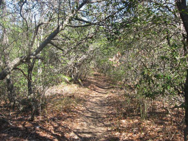 A narrow dirt path winding through a densely wooded area, with overhanging branches and scattered leaves on the ground, illuminated by sunlight filtering through the trees. Black Mountain mountain bike trail.