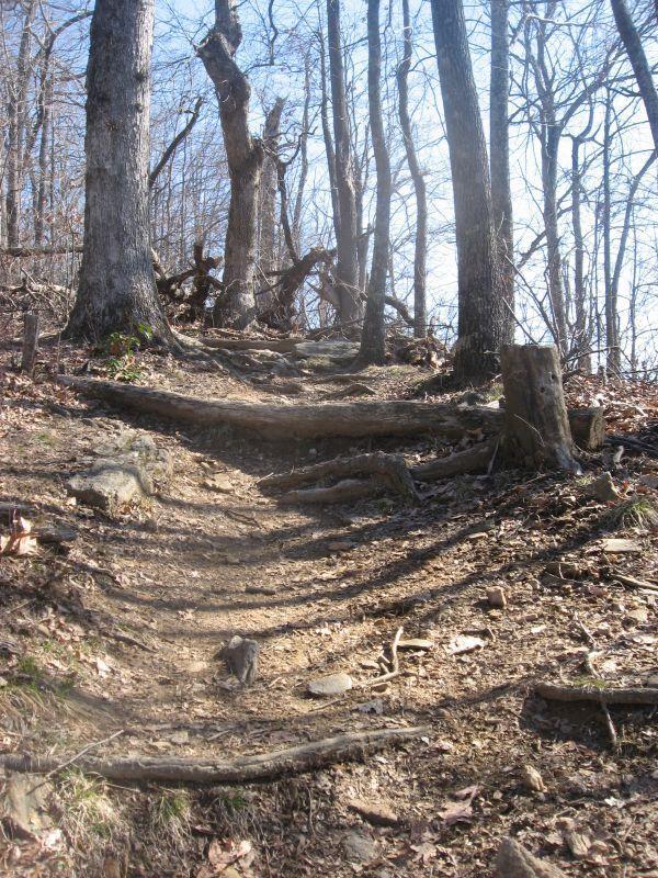 A dirt hiking trail winding upward through a forest, flanked by tall trees with bare branches. The path is uneven, with exposed roots and rocks, and some leaves scattered on the ground. Sunlight filters through the trees, illuminating the trail. Black Mountain mountain bike trail.