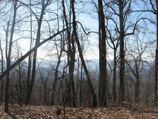 A view of a wooded area in winter, featuring bare trees against a clear blue sky, with distant mountains visible through the tree trunks. The ground is covered with dry leaves, suggesting a serene and natural landscape. Black Mountain mountain bike trail.