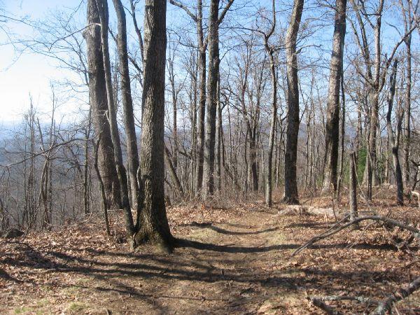 A narrow dirt trail winding through a forest of bare trees, with fallen leaves scattered on the ground. The sky is clear and blue, and the landscape in the distance shows a mixture of tree-covered hills. Black Mountain mountain bike trail.