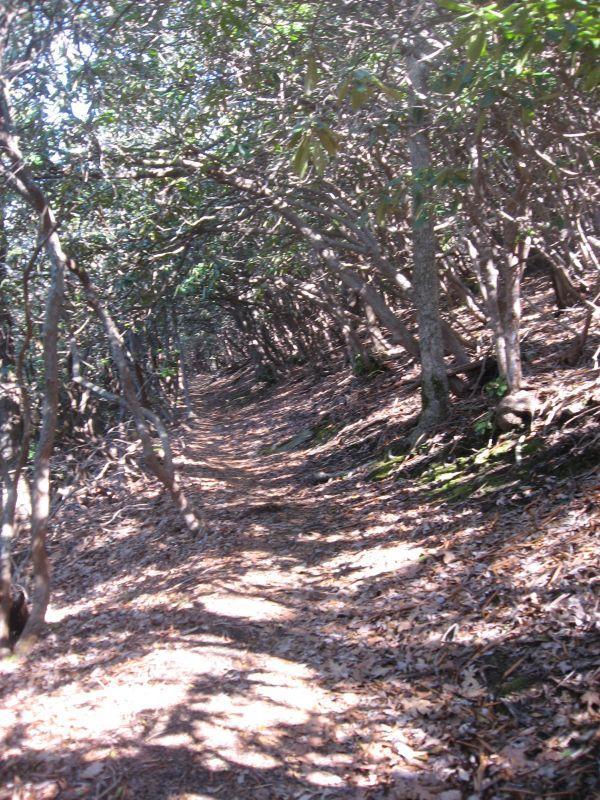 A narrow hiking path meanders through a dense forest, lined with trees and underbrush. Sunlight filters through the leaves, casting dappled shadows on the trail, which is covered with fallen leaves and twigs. The scene evokes a sense of tranquility and adventure in nature. Black Mountain mountain bike trail.