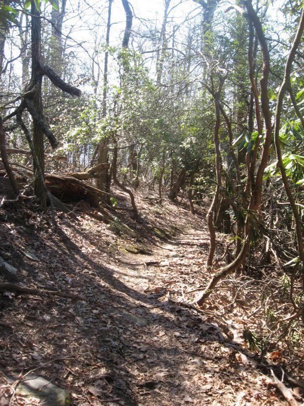 A winding dirt trail surrounded by trees and dense underbrush, dappled with sunlight filtering through the foliage, showcasing a serene forest landscape. Black Mountain mountain bike trail.