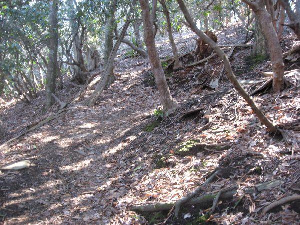 A wooded area with a sloped, leaf-covered ground. Trees with thick trunks and branches are scattered throughout, creating a natural, serene atmosphere. Sunlight filters through the leaves, casting dappled shadows on the forest floor. Black Mountain mountain bike trail.