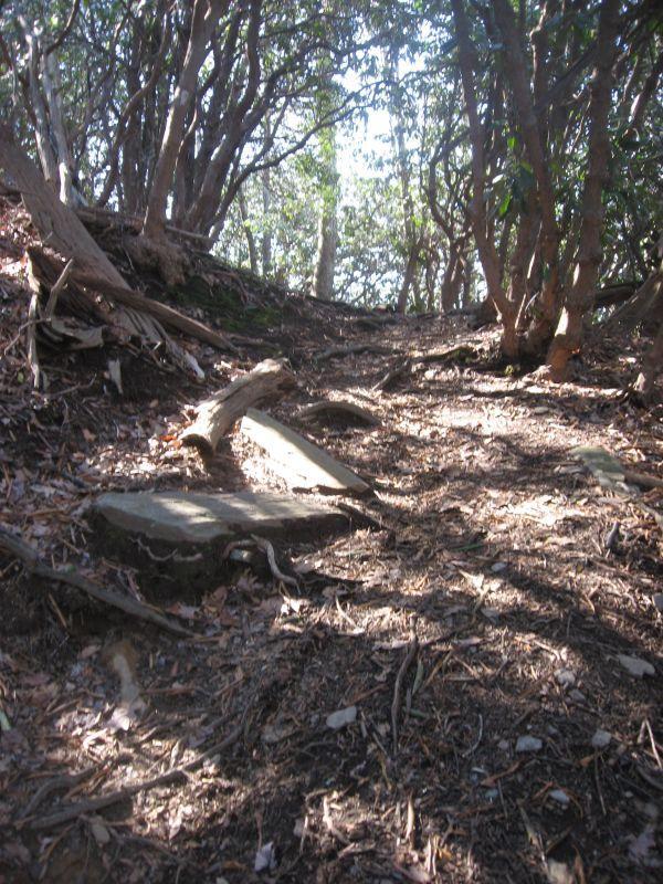 A dirt path winding through a forest, surrounded by trees and underbrush. Sunlight filters through the leaves, creating dappled light on the ground. The path is uneven, with stones and fallen branches along the sides. Black Mountain mountain bike trail.
