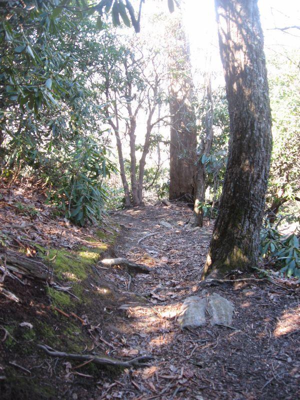 A narrow, winding trail through a wooded area, bordered by trees and dense foliage. The ground is covered in dirt and leaves, with visible roots and rocks along the path. Soft, natural light filters through the trees, creating a serene, nature-filled atmosphere. Black Mountain mountain bike trail.