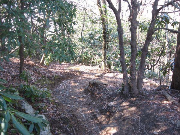 A winding dirt path through a wooded area, surrounded by dense green foliage and trees. The sun filters through the branches, creating a tranquil atmosphere in the natural setting. Black Mountain mountain bike trail.