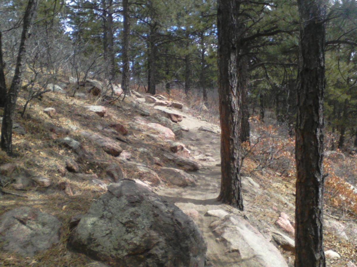 A rocky hiking trail surrounded by pine trees, with scattered rocks and dry foliage along the path. The terrain is uneven, leading upward through a forested area. Falcon Trail mountain bike trail.