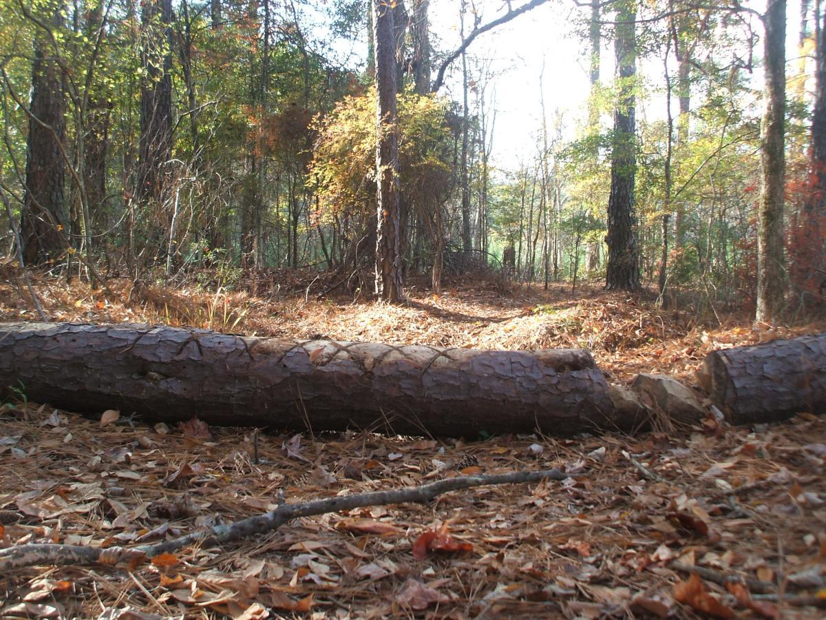 A sunlit forest pathway surrounded by trees, with a fallen log and scattered leaves on the ground, creating a serene and natural atmosphere. Keg Creek mountain bike trail.