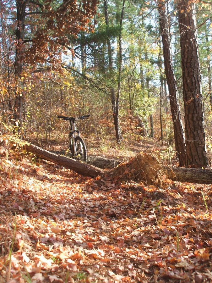 A mountain bike resting beside a fallen log on a forest path covered with colorful autumn leaves, surrounded by tall trees with a mix of green and orange foliage. The sunlight filters through the branches, creating a warm and inviting atmosphere. Keg Creek mountain bike trail.