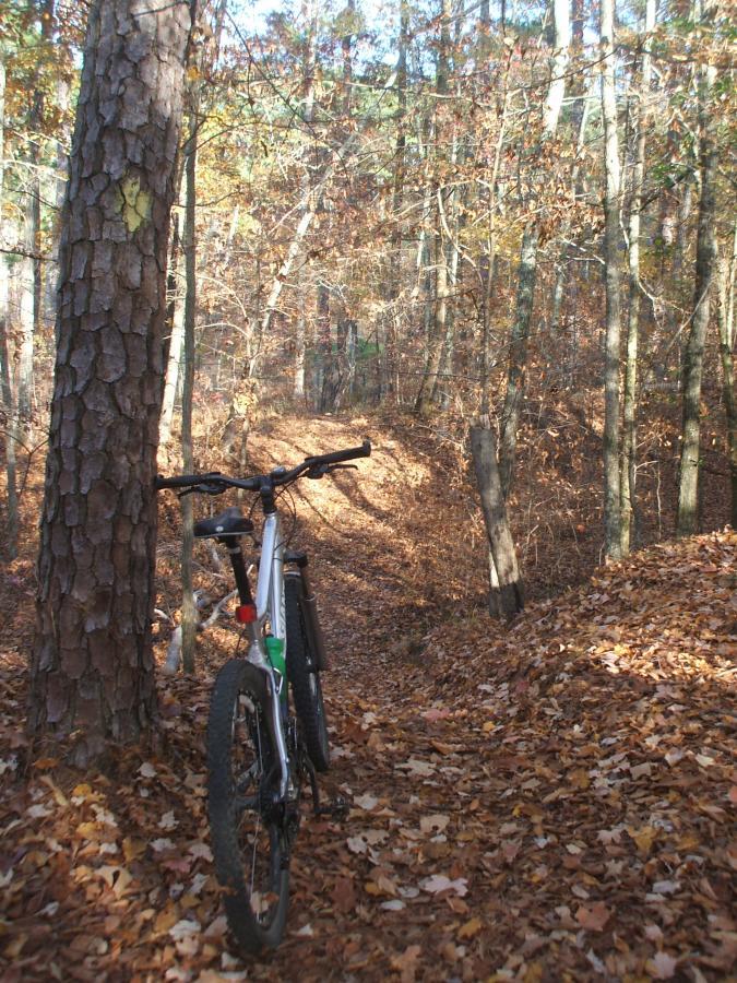 A mountain bike leaned against a tree on a forest trail covered with autumn leaves, surrounded by trees with colorful foliage. The path winds into the distance, illuminated by soft natural light. Keg Creek mountain bike trail.