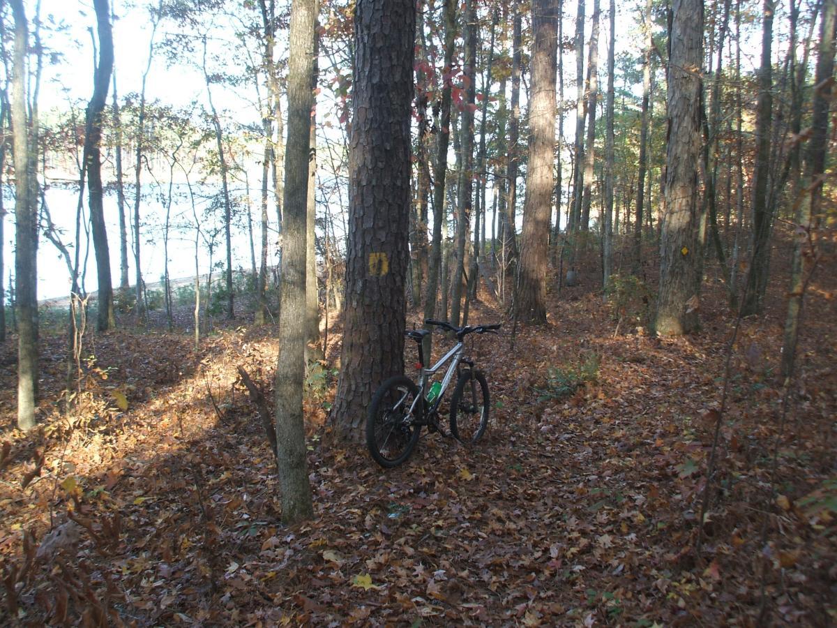 A mountain bike resting against a tree in a forested area with fallen leaves on the ground and a glimpse of water in the background. The scene captures the tranquility of nature during the autumn season. Keg Creek mountain bike trail.