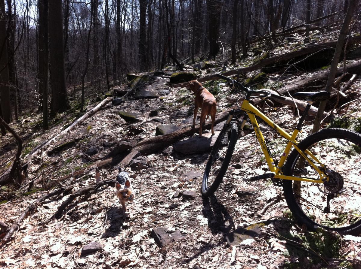 A yellow mountain bike rests on rocky terrain in a wooded area, surrounded by fallen leaves and tree branches. In the background, a brown dog stands alert, while a smaller dog with a black and white coat runs towards the camera. The scene is sunlit, conveying a sense of adventure in nature. Moraine State Park mountain bike trail.