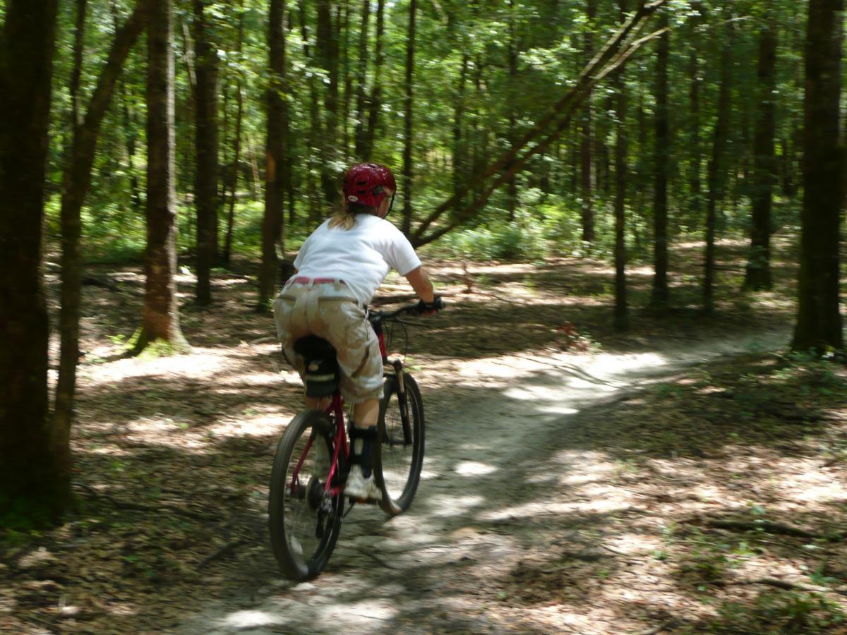 A person riding a mountain bike on a forest trail surrounded by tall trees, with sunlight filtering through the foliage. The biker is wearing a red helmet and a white shirt, with a focus on the movement and the natural setting. Santos mountain bike trail.