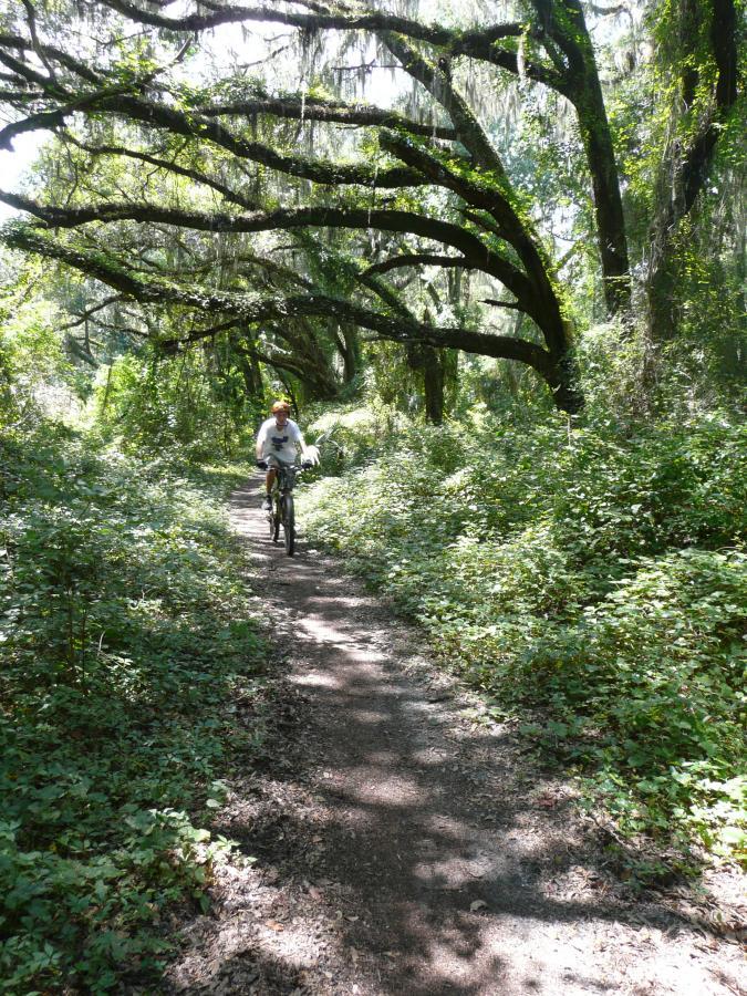 A person riding a mountain bike on a narrow dirt path surrounded by lush greenery and overhanging trees in a wooded area, with dappled sunlight filtering through the leaves. Santos mountain bike trail.