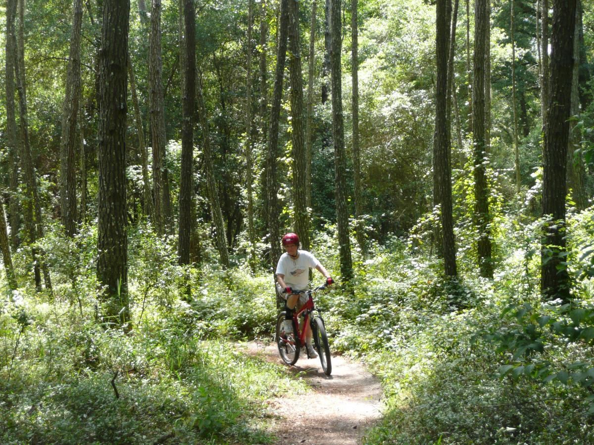 A person riding a mountain bike on a narrow trail through a lush green forest, surrounded by tall trees and dense foliage under bright sunlight. Santos mountain bike trail.