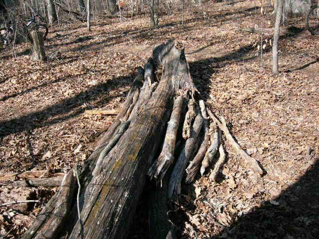 A fallen log covered in moss lies on the forest floor, surrounded by dry leaves and sparse trees. Sunlight filters through the branches, creating a natural, earthy atmosphere in the wooded area. Tanglewood Park mountain bike trail.