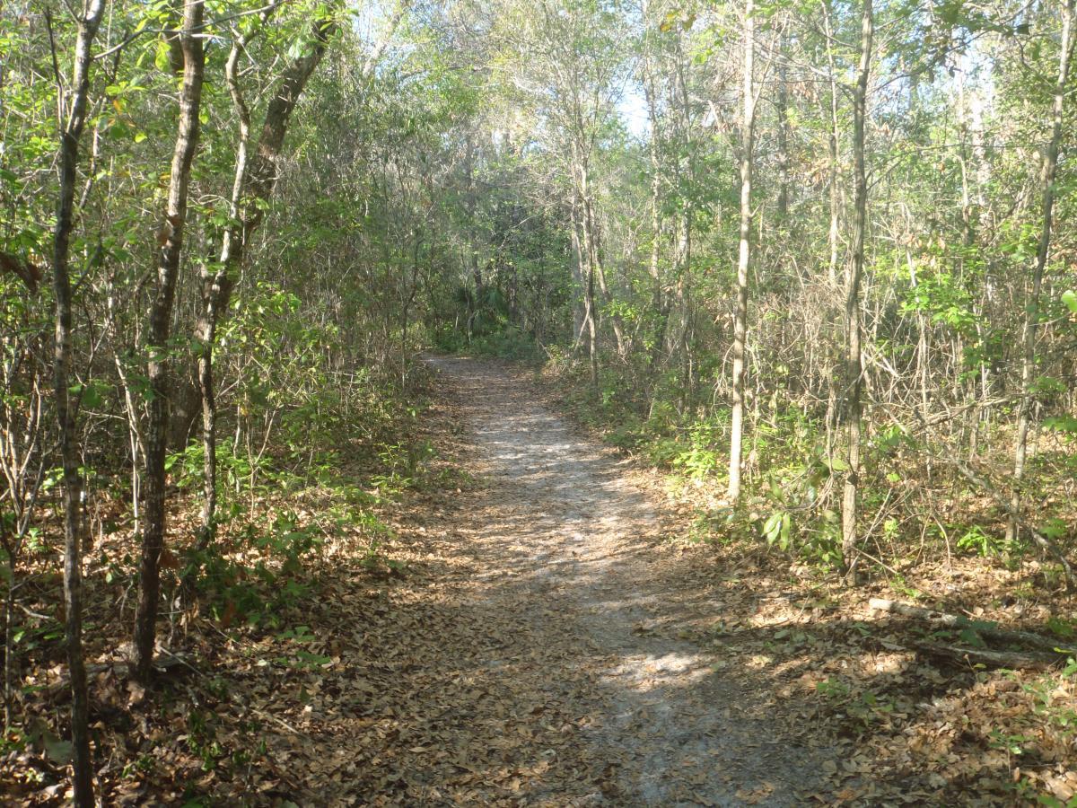 A winding dirt path through a forested area, surrounded by trees and scattered fallen leaves. The scene is illuminated by soft sunlight filtering through the canopy, suggesting a serene and peaceful atmosphere. Chacala Trail mountain bike trail.
