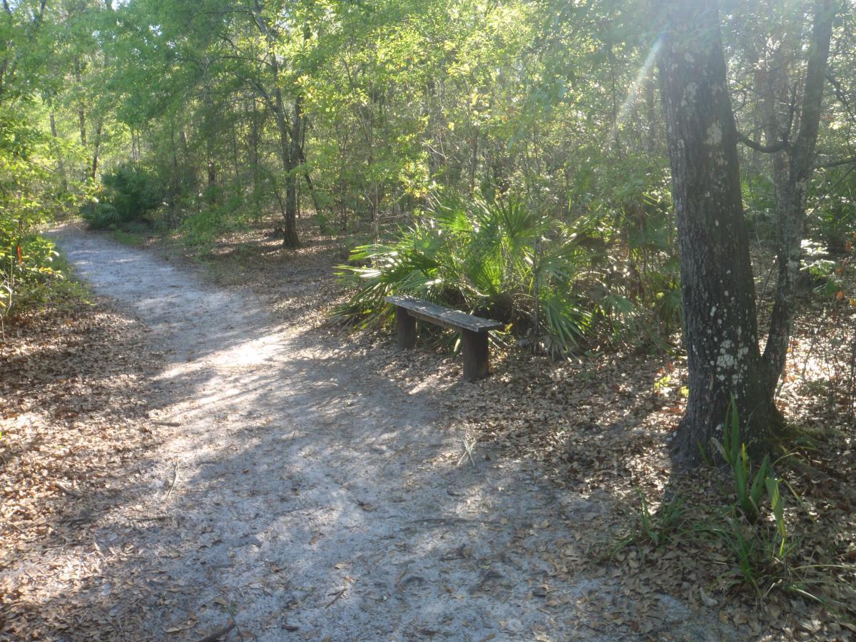 A serene wooded path winding through lush greenery, featuring a weathered wooden bench partially obscured by leaves. Sunlight filters through the trees, casting gentle light on the trail, inviting visitors to pause and enjoy the natural surroundings. Chacala Trail mountain bike trail.