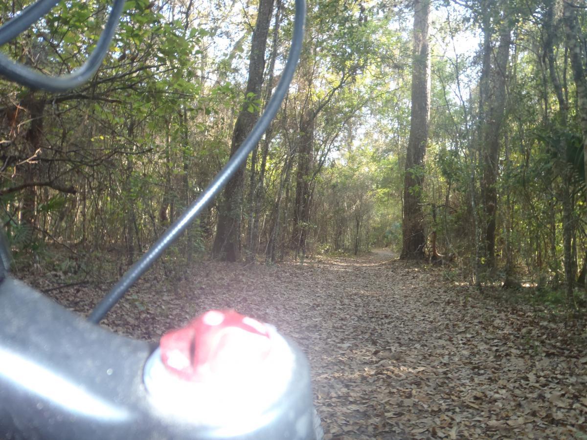 A view of a forest path from the perspective of a bicycle handlebars, surrounded by trees and foliage, with fallen leaves covering the ground and sunlight filtering through the canopy. Chacala Trail mountain bike trail.