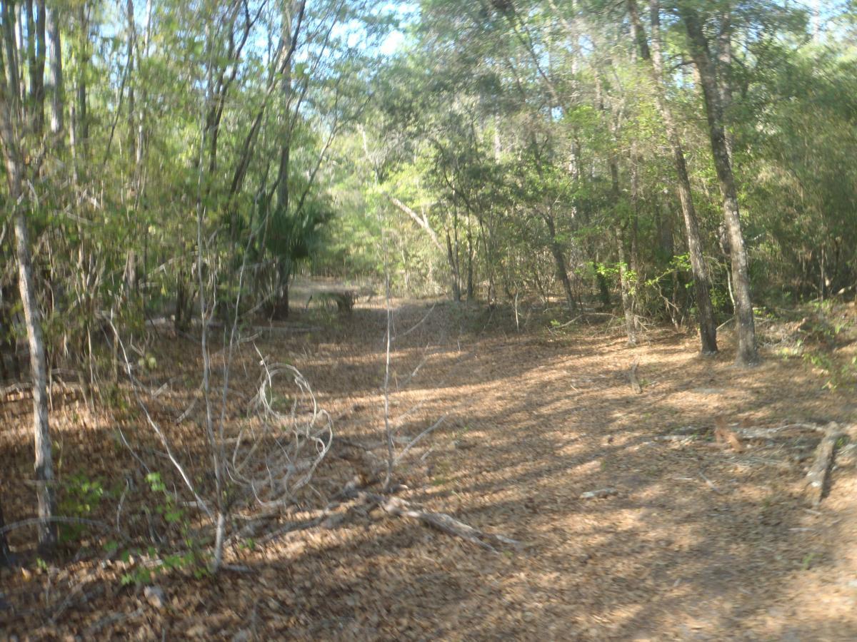 A narrow dirt path winding through a dense forest, surrounded by trees with green foliage and scattered dry leaves on the ground. Sunlight filters through the branches, creating dappled shadows along the trail. Chacala Trail mountain bike trail.