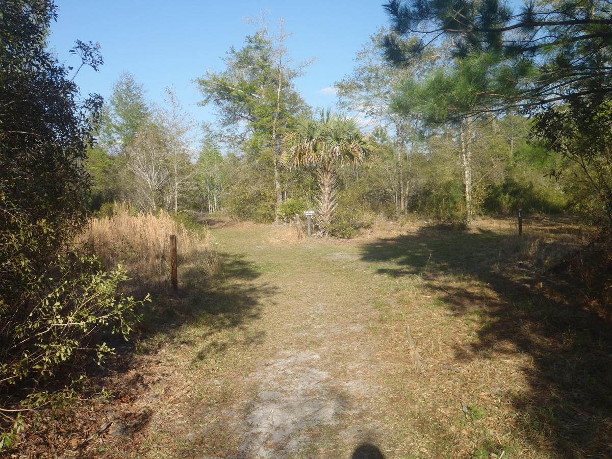 A dirt path leads through a natural landscape, surrounded by green trees and tall grasses under a clear blue sky. A palm tree is visible to the right of the path, and signs can be seen along the trail, indicating directions or information. The scenery suggests a tranquil outdoor setting, perfect for hiking or exploring nature. Chacala Trail mountain bike trail.