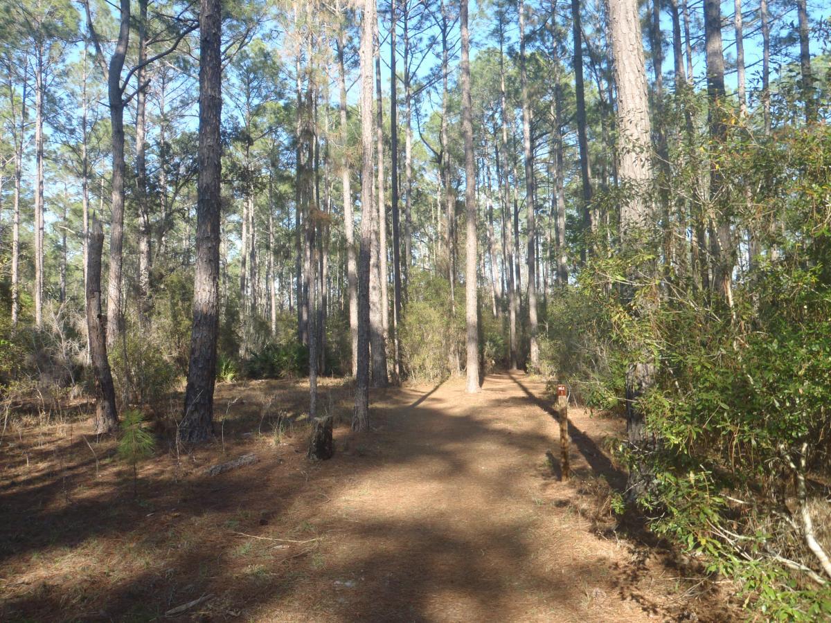 A peaceful forest path winding through tall pine trees, with sunlight filtering through the foliage and a clear blue sky above. The ground is covered with pine needles, and there are bushes and small plants alongside the trail. Chacala Trail mountain bike trail.
