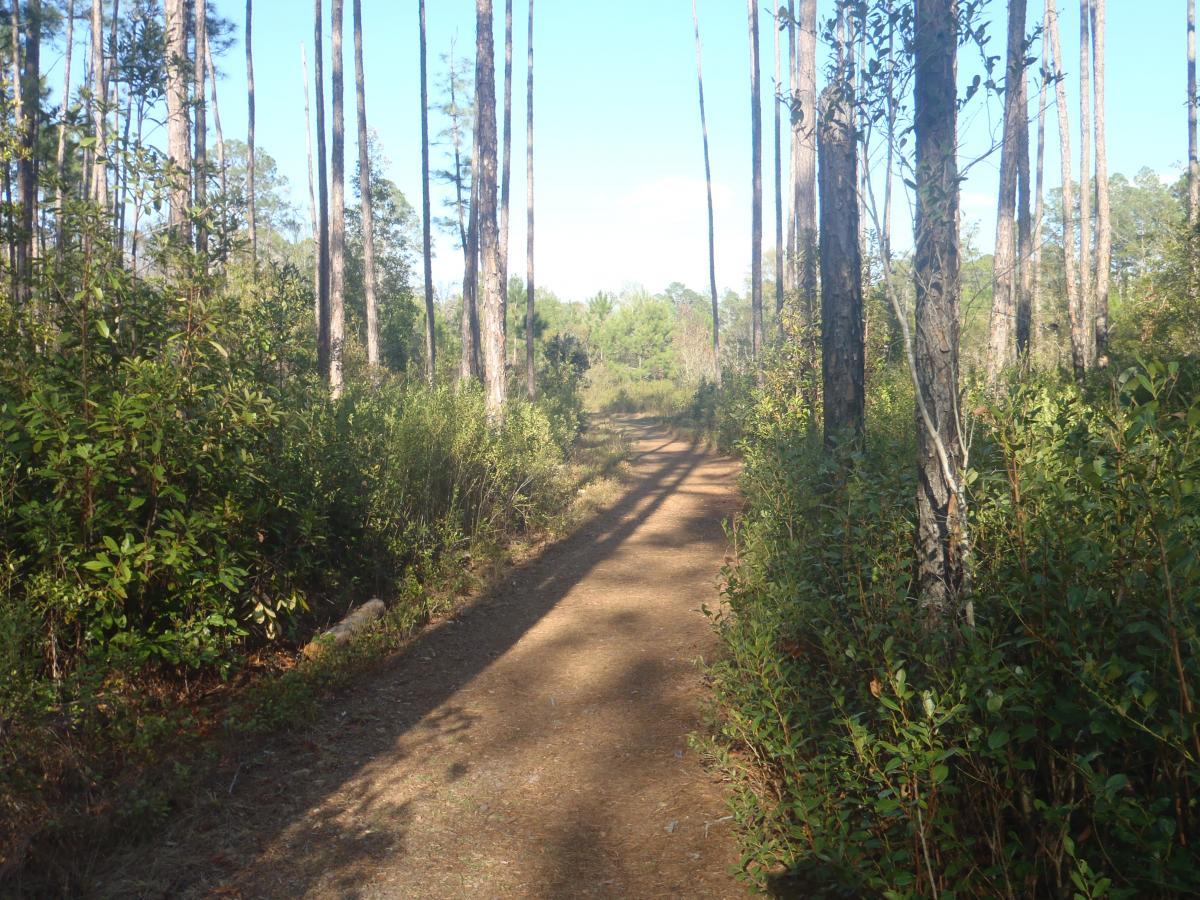 A winding dirt path through a wooded area, flanked by tall trees and lush greenery. The scene is illuminated by natural light, creating a tranquil atmosphere with shadows cast on the path. Chacala Trail mountain bike trail.
