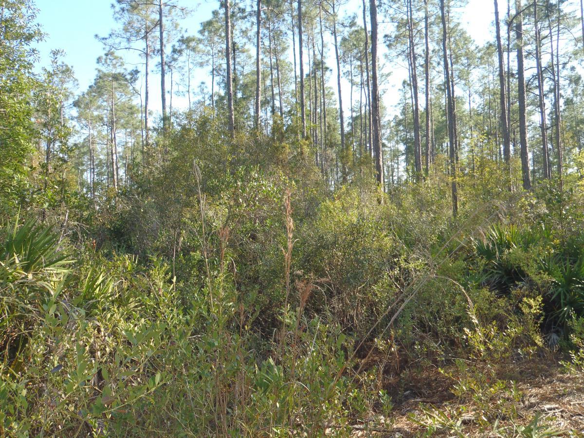 A dense thicket of greenery with various shrubs and plants in the foreground, set against a backdrop of tall pine trees under a clear blue sky. The sunlight filters through the leaves, illuminating the lush vegetation. Chacala Trail mountain bike trail.