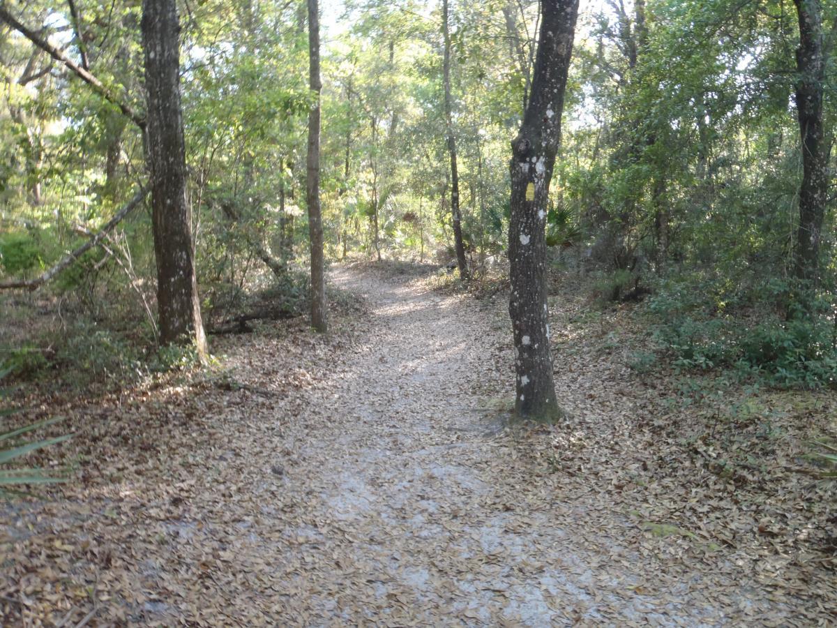 A winding dirt path through a lush green forest, bordered by tall trees and scattered leaves on the ground, with dappled sunlight filtering through the canopy above. Chacala Trail mountain bike trail.