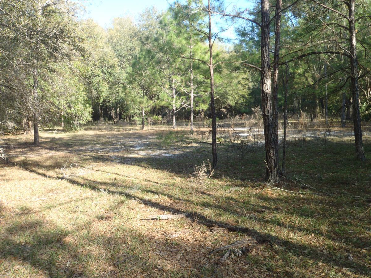 A peaceful forest landscape featuring a mix of scattered trees and open grassy areas, with sunlight filtering through the foliage. The ground is covered in fallen leaves and twigs, creating a natural and serene atmosphere. Chacala Trail mountain bike trail.