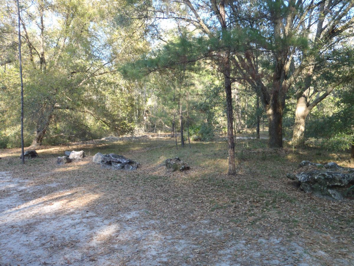 A peaceful forest scene featuring tall trees and scattered rocks on a sandy ground. Sunlight filters through the leaves, creating dappled shadows on the forest floor, which is covered in fallen leaves. Chacala Trail mountain bike trail.