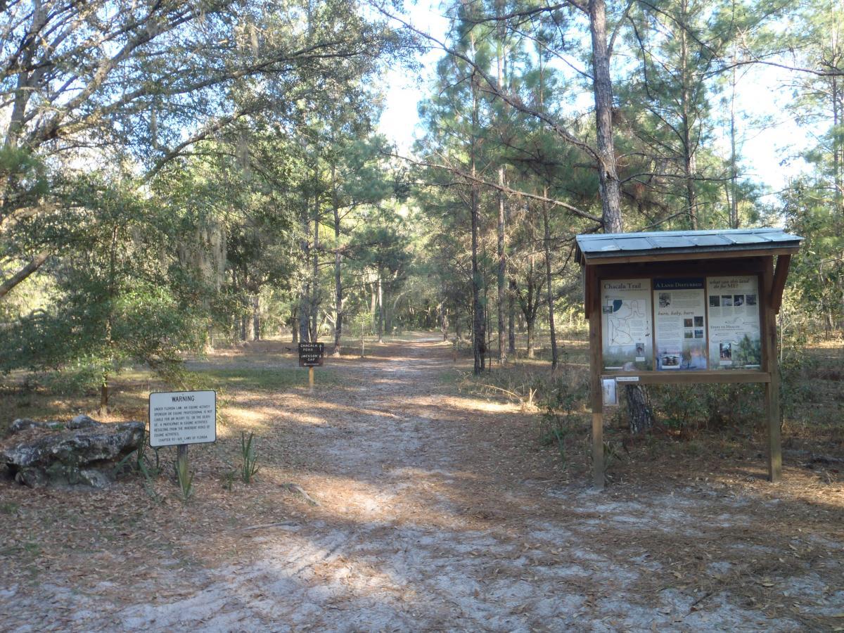 A peaceful forest trail surrounded by tall pine trees, with a wooden information sign on the right detailing the Chucalissa Trail. A warning sign is positioned near the path, indicating guidelines for visitors. The trail is covered in light brown dirt and fallen leaves, leading deeper into the wooded area. Chacala Trail mountain bike trail.