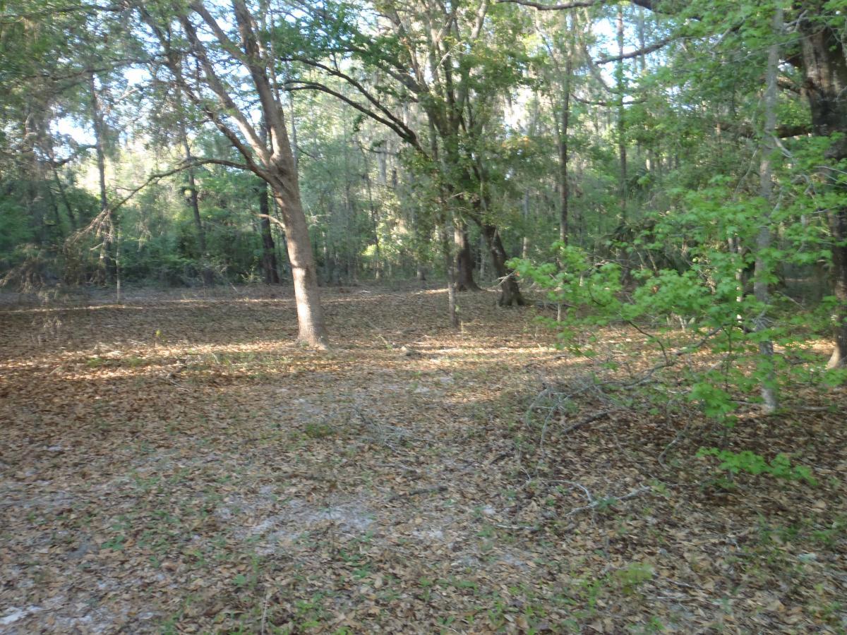 A serene forest scene featuring a mix of tall trees and underbrush, with sunlight filtering through the leaves. The ground is covered in a blanket of dry leaves, creating a natural, earthy atmosphere. The area appears tranquil and untouched, inviting exploration and appreciation of nature. Bolen Bluff Trail mountain bike trail.