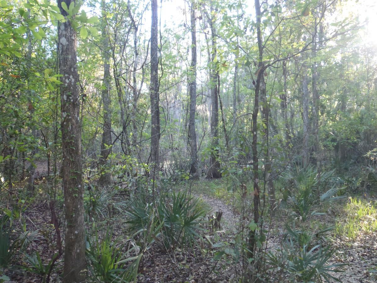 A serene forest scene featuring tall trees with green foliage, surrounded by underbrush and small plants. A winding dirt path leads through the woods, illuminated by soft sunlight filtering through the leaves. Bolen Bluff Trail mountain bike trail.