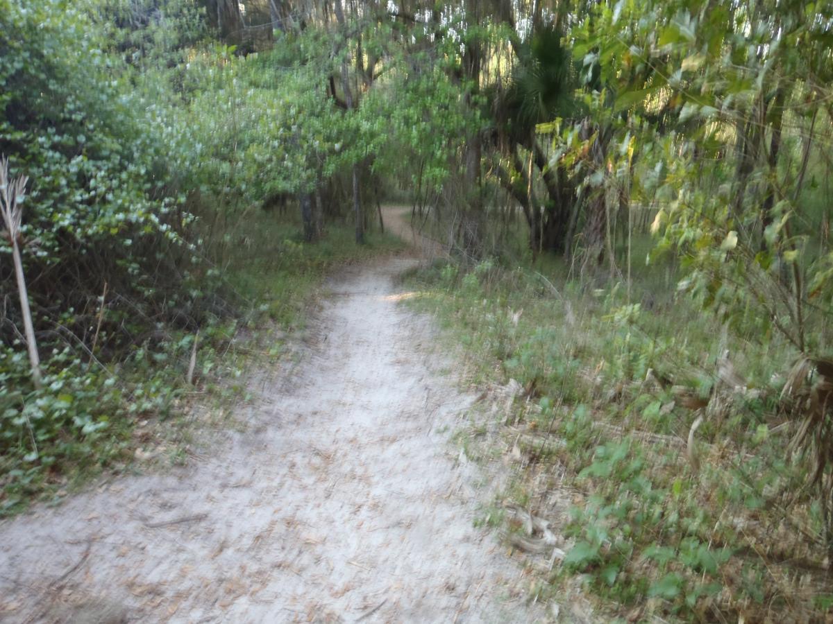 A winding dirt path through a green forest, bordered by lush foliage and underbrush, with scattered sunlight filtering through the trees. Bolen Bluff Trail mountain bike trail.
