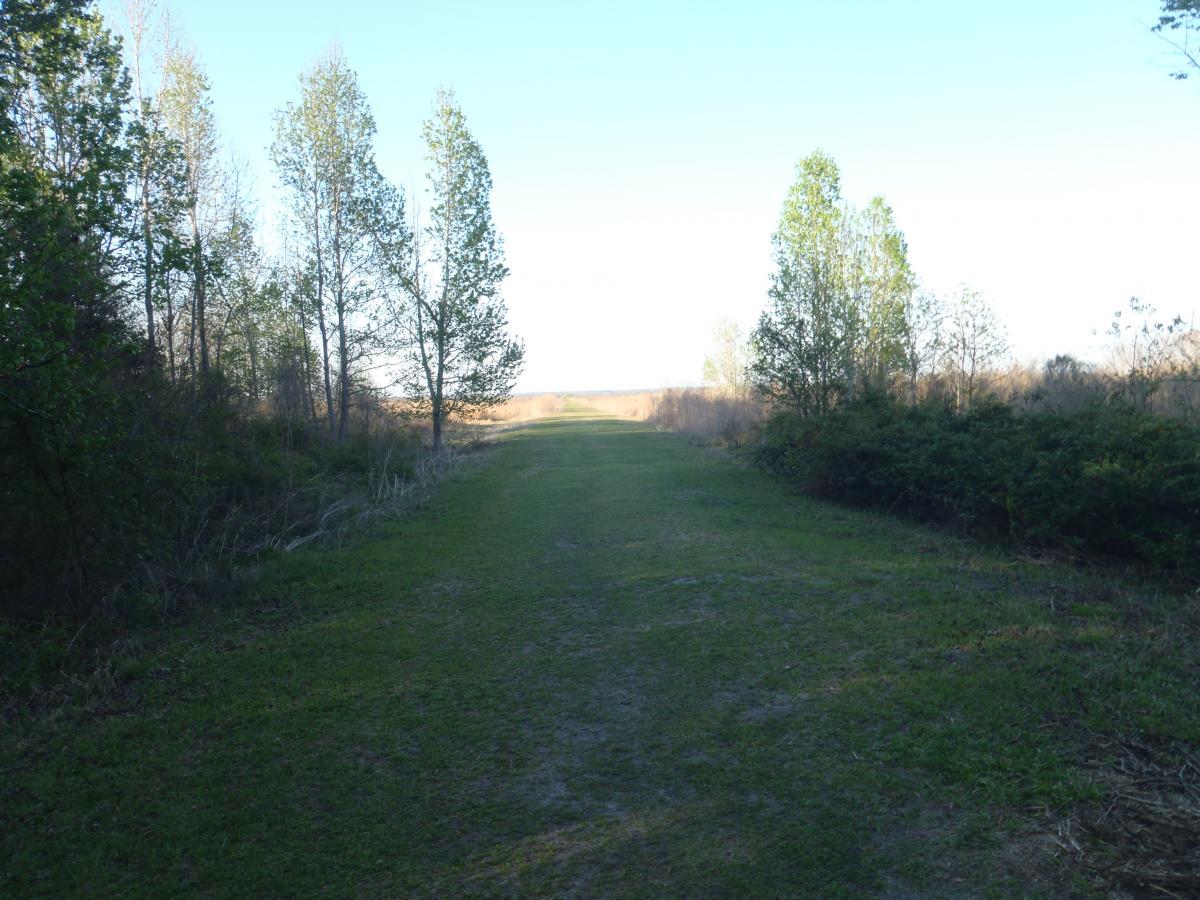 A serene pathway bordered by tall trees, leading into a grassy area with scattered bushes, under a clear blue sky. The scene captures a peaceful outdoor setting, perfect for walking or enjoying nature. Bolen Bluff Trail mountain bike trail.
