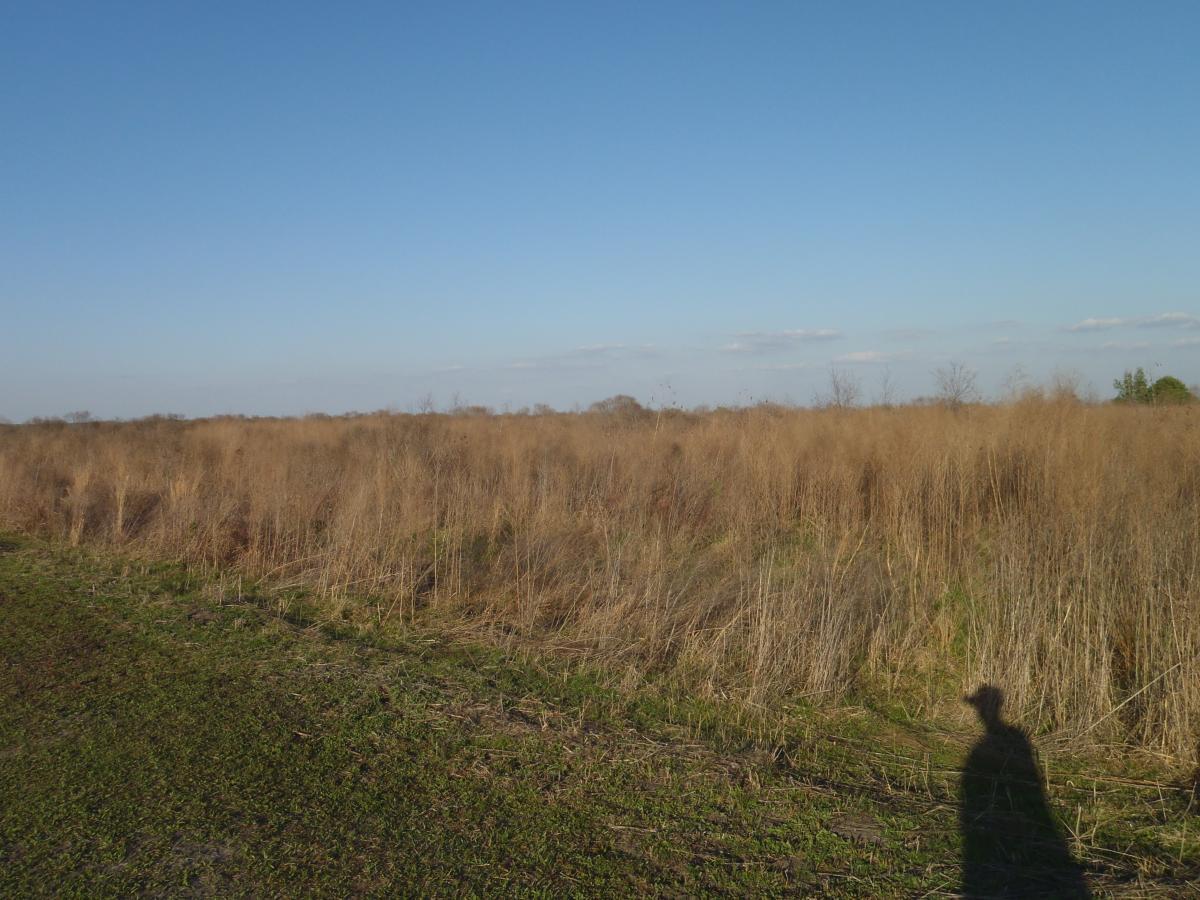 A grassy field under a clear blue sky, featuring tall, dry grasses swaying gently in the wind. A shadow of a person is visible in the foreground, with scattered trees in the background. Bolen Bluff Trail mountain bike trail.