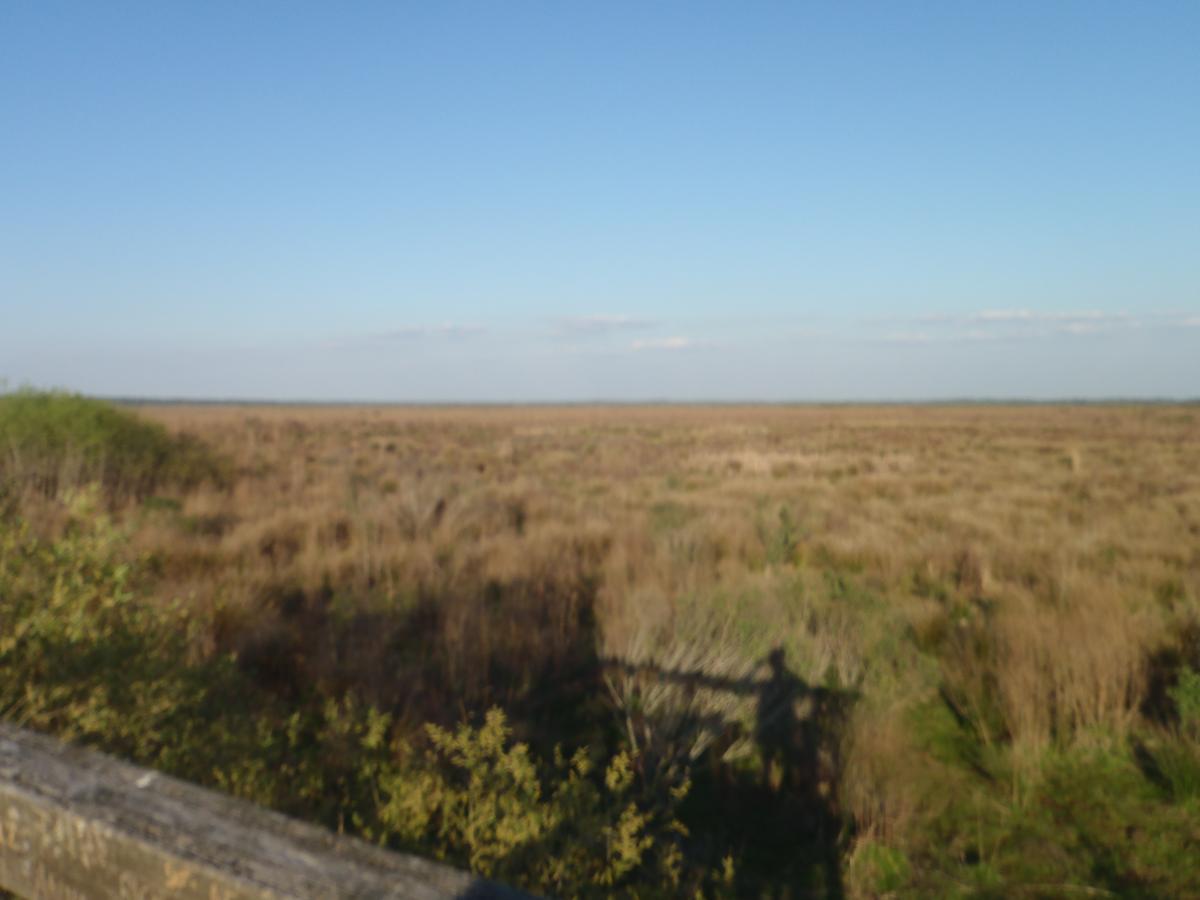 A blurred view of a vast marshland area under a clear blue sky, featuring tall grasses and sparse vegetation extending towards the horizon. A wooden railing is partially visible in the foreground. Bolen Bluff Trail mountain bike trail.