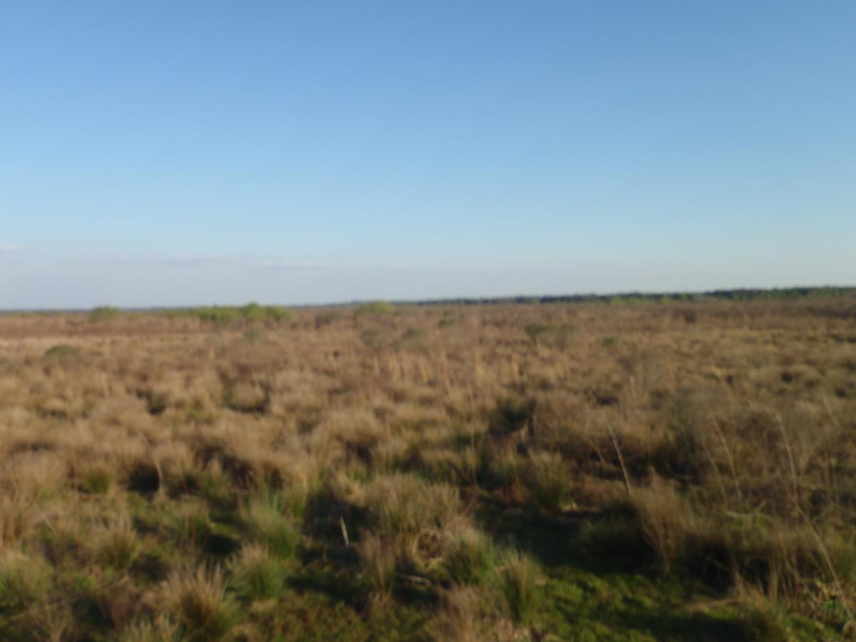 A wide, open landscape with dry grasses and sparse vegetation under a clear blue sky, showcasing a serene, natural environment. Bolen Bluff Trail mountain bike trail.