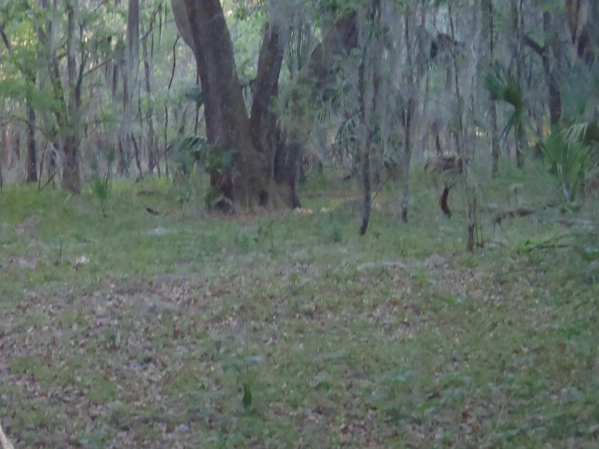 A serene forest scene featuring tall trees and lush greenery. The ground is covered with fallen leaves and small plants, creating a tranquil natural environment. Sunlight filters through the trees, casting soft shadows in the underbrush. Bolen Bluff Trail mountain bike trail.