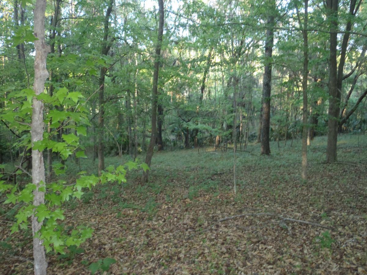 A tranquil forest scene featuring tall, green trees and a carpet of fallen leaves on the ground. Sunlight filters through the foliage, creating a serene and inviting atmosphere in the woods. Bolen Bluff Trail mountain bike trail.