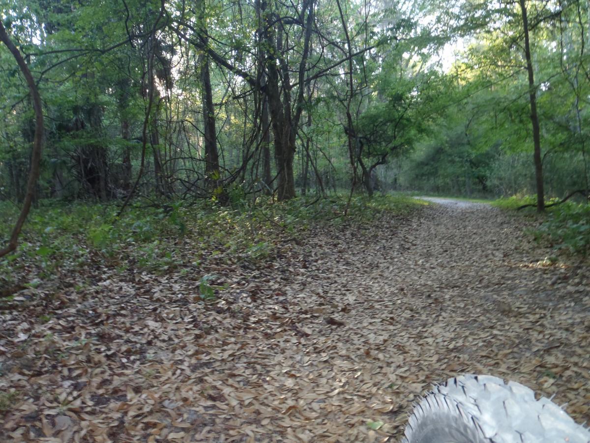 A dirt trail winding through a lush, wooded area with scattered fallen leaves. The scene is framed by tall trees and dense foliage, creating a serene natural setting. Bolen Bluff Trail mountain bike trail.