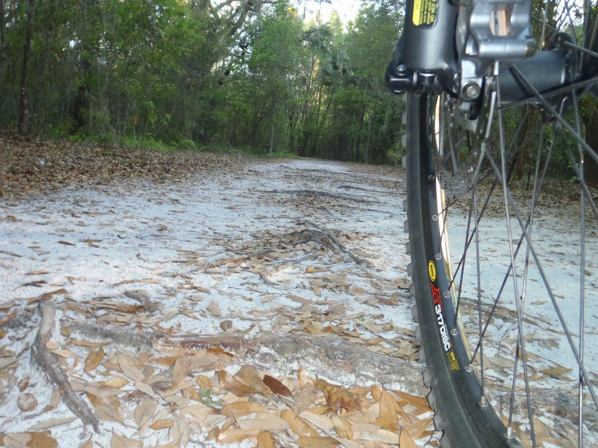 A close-up view of a mountain bike tire on a dirt path surrounded by trees. The path is covered with fallen leaves and small roots, showing signs of an outdoor biking trail. The scene is set in a green, wooded area with dappled sunlight filtering through the foliage. Bolen Bluff Trail mountain bike trail.